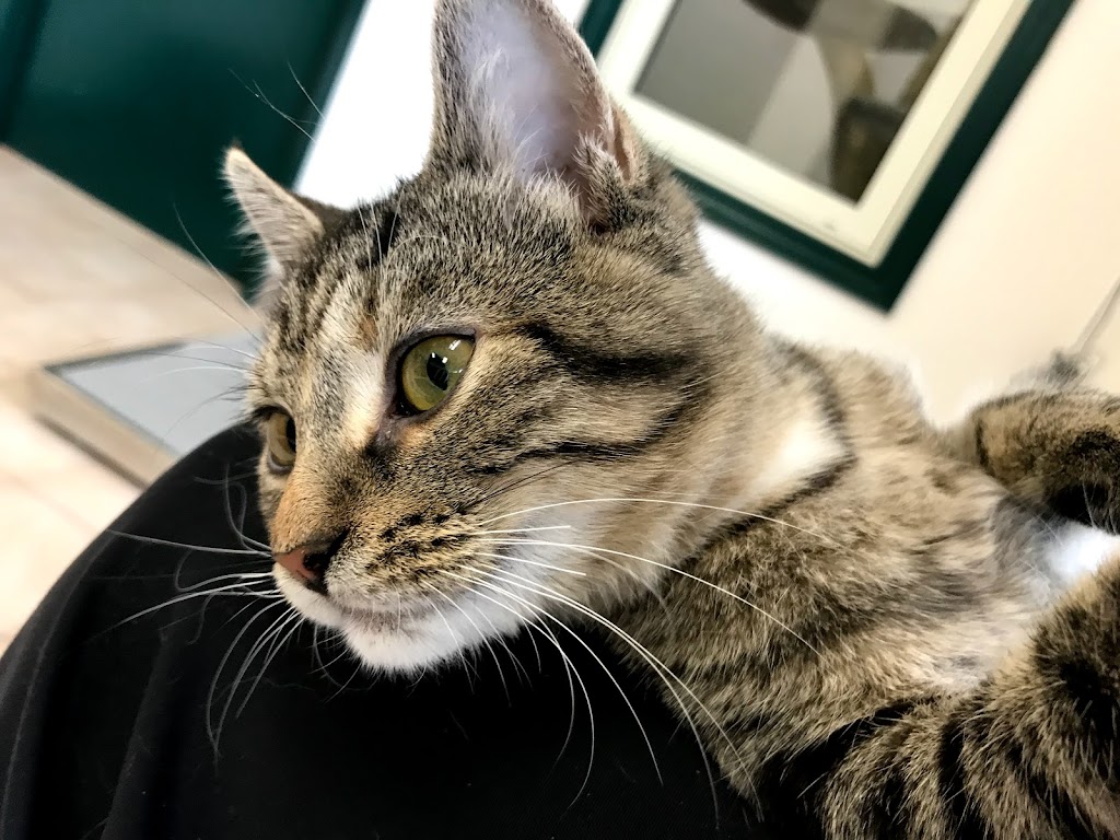 Mountainside Animal Clinic | 2491 Industrial St, Burlington, ON L7P 1A5, Canada | Phone: (905) 336-2347