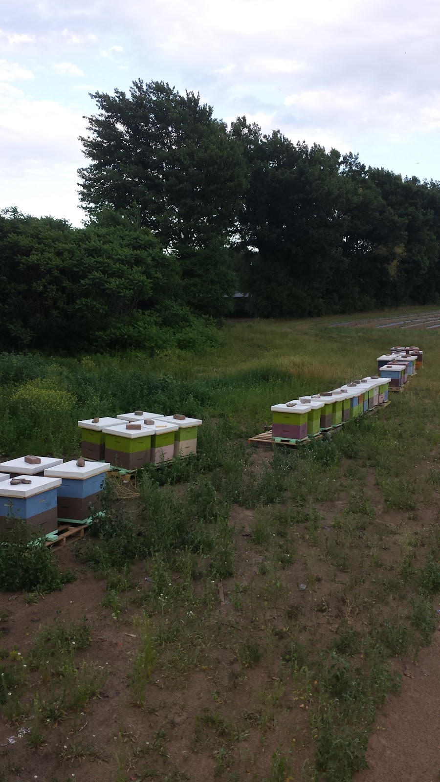 Sticky Mittens Honey And Pollination | box 203, 391 Main Street of Courtland, Courtland, ON N0J 1E0, Canada | Phone: (226) 970-1849