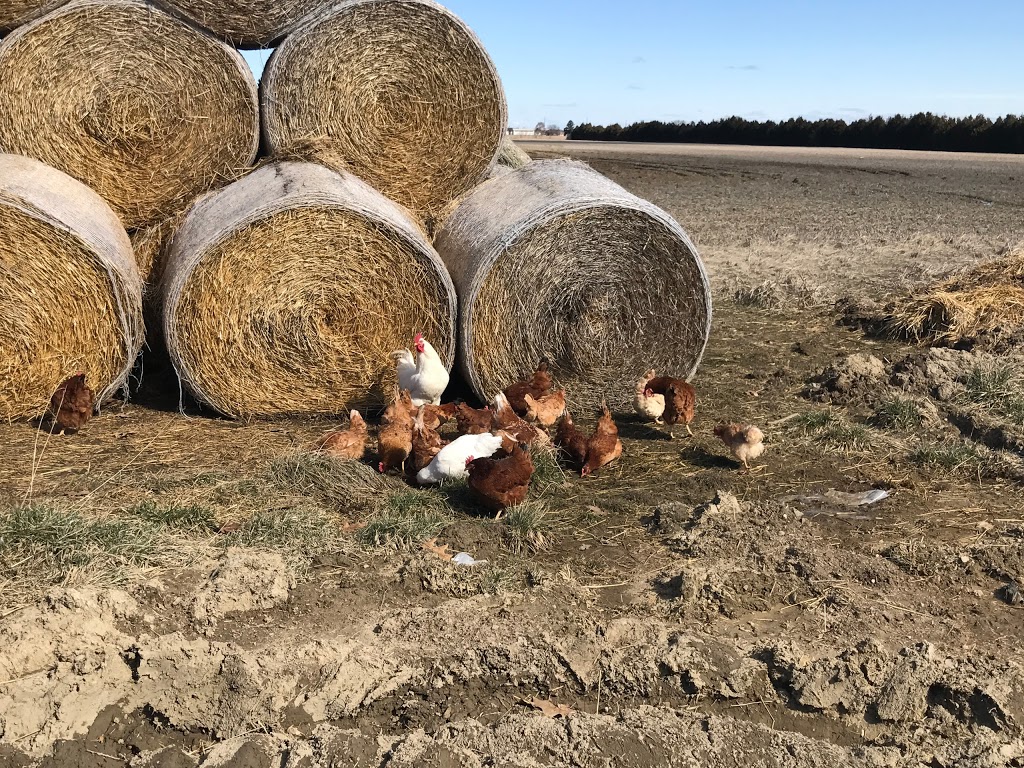 Ordonez Cattle Farms | 501 Mersea Road 5, Leamington, ON N8H 3V5, Canada | Phone: (519) 322-0849