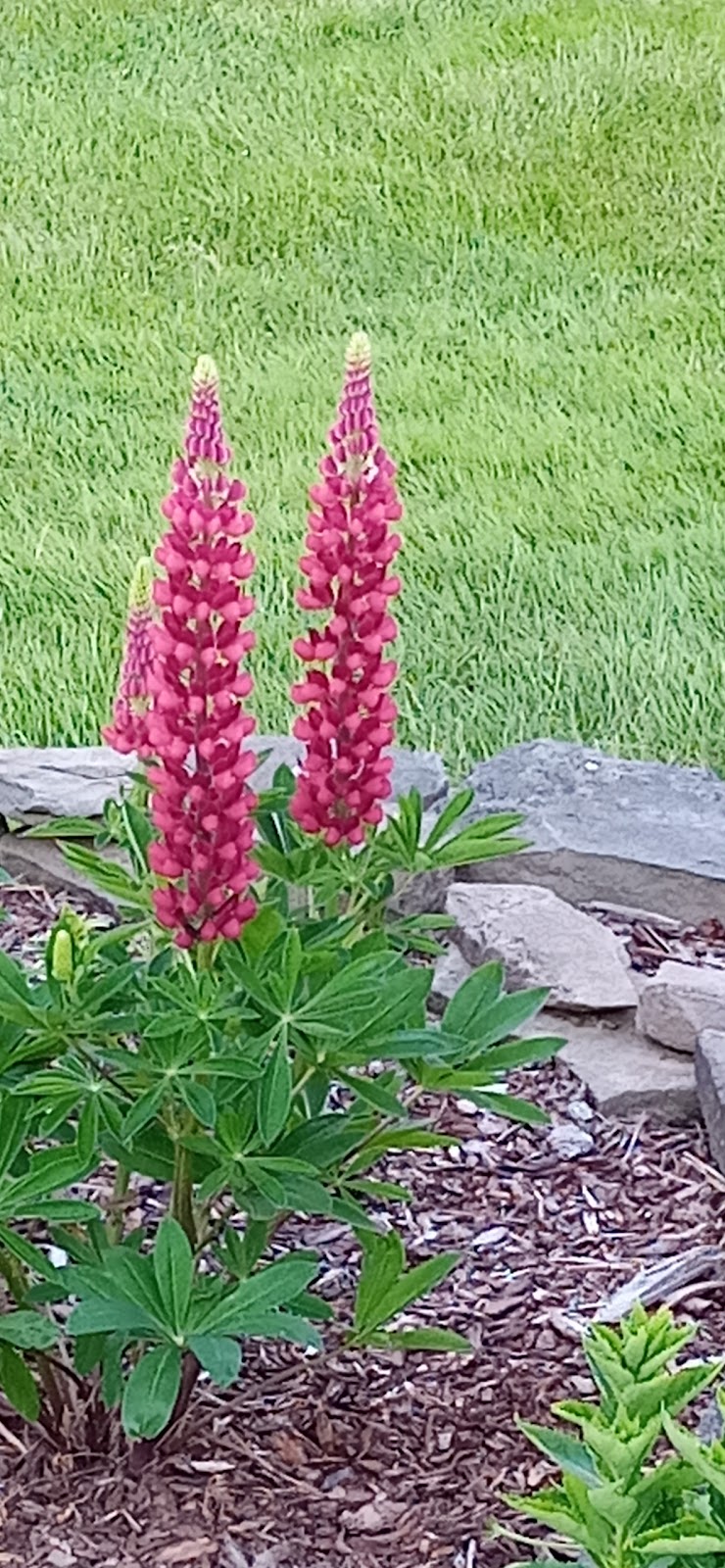 Cowan Street Perennial Plants, etc | 2160 Cowan St, Westville, NS B0K 2A0, Canada | Phone: (902) 301-6947