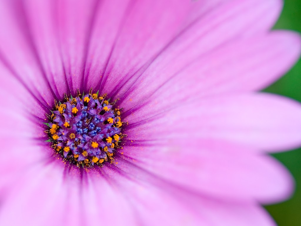 Body Renewal Clinic | 9833 Keele St #2, Maple, ON L6A 3Y5, Canada | Phone: (905) 303-9995