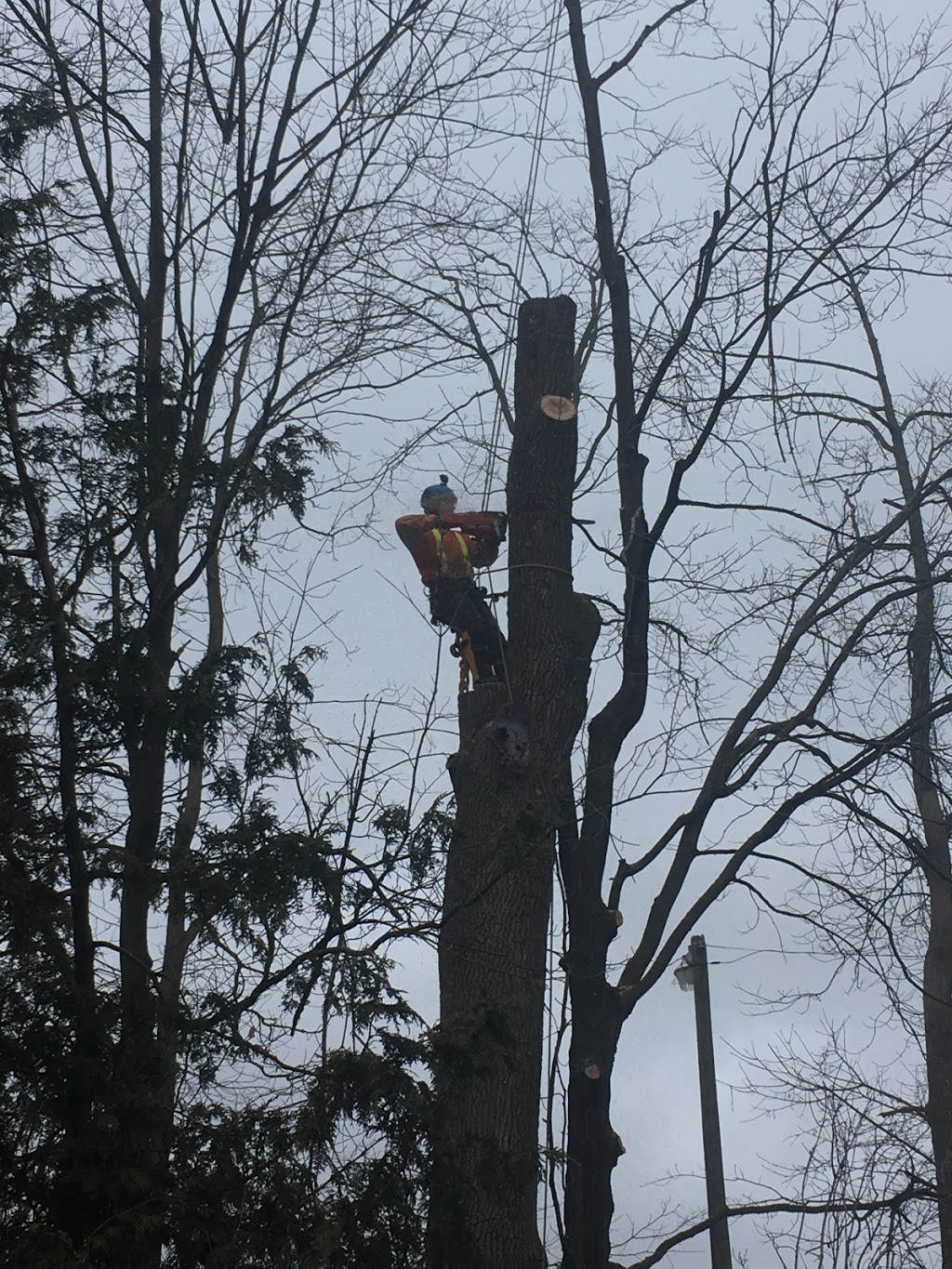 Mercier’s Tree Service | 270 Lorindale Dr, Oshawa, ON L1H 6X4, Canada | Phone: (289) 355-3177