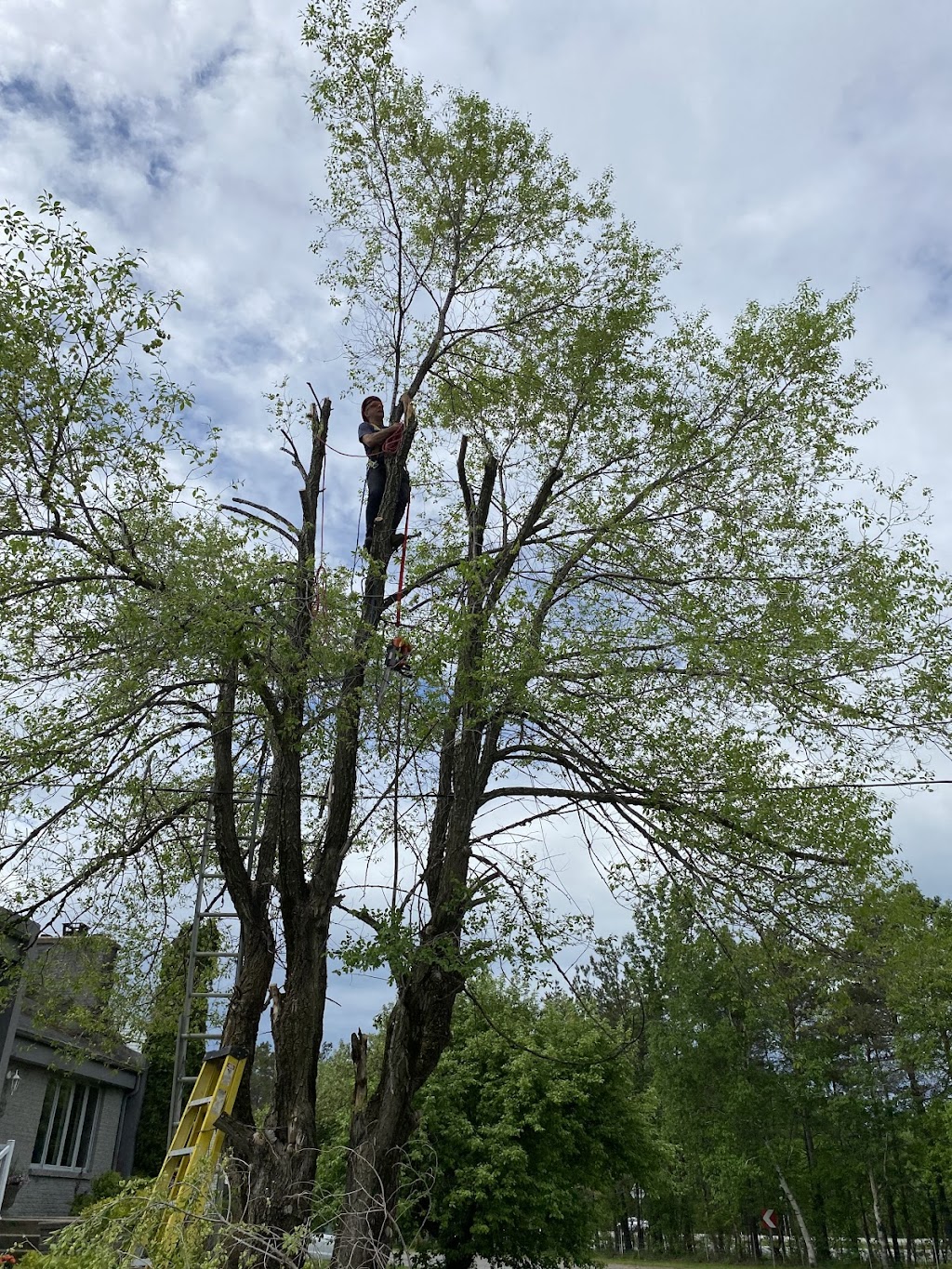 Arboriculture leforestier | 1041 Rang St Pierre, Hérouxville, QC G0X 1J0, Canada | Phone: (819) 383-4066