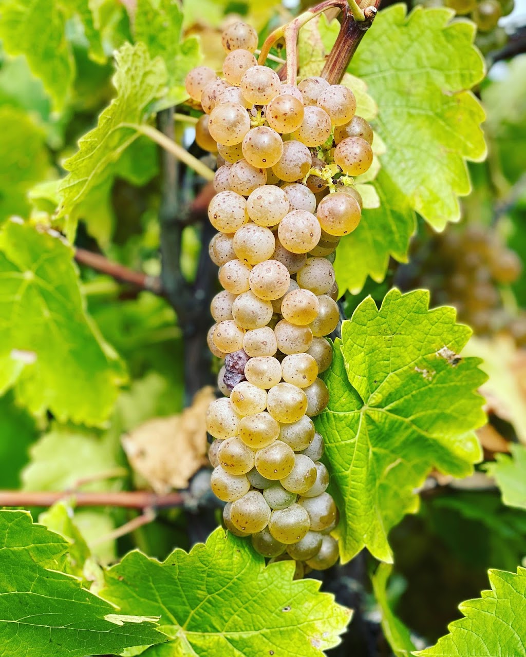 Puddicombe Estate Winery | 1468 Hamilton Regional Rd 8, Stoney Creek, ON L8E 5K9, Canada | Phone: (905) 643-6882