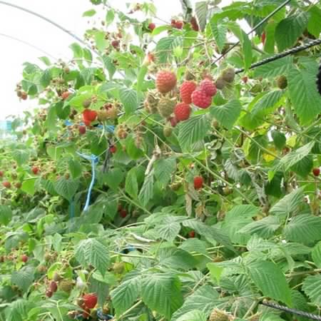 Fraisière & framboisière Karl Lauzière | 180 12e Rang N, Saint-Nazaire-dActon, QC J0H 1V0, Canada | Phone: (819) 392-2249
