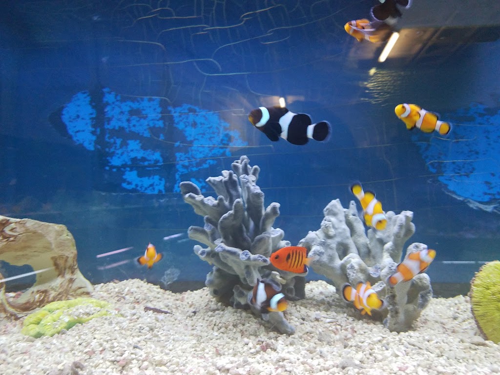 Salt Water Paradise | 54 Main St, Tonawanda, NY 14150, USA | Phone: (716) 743-0933