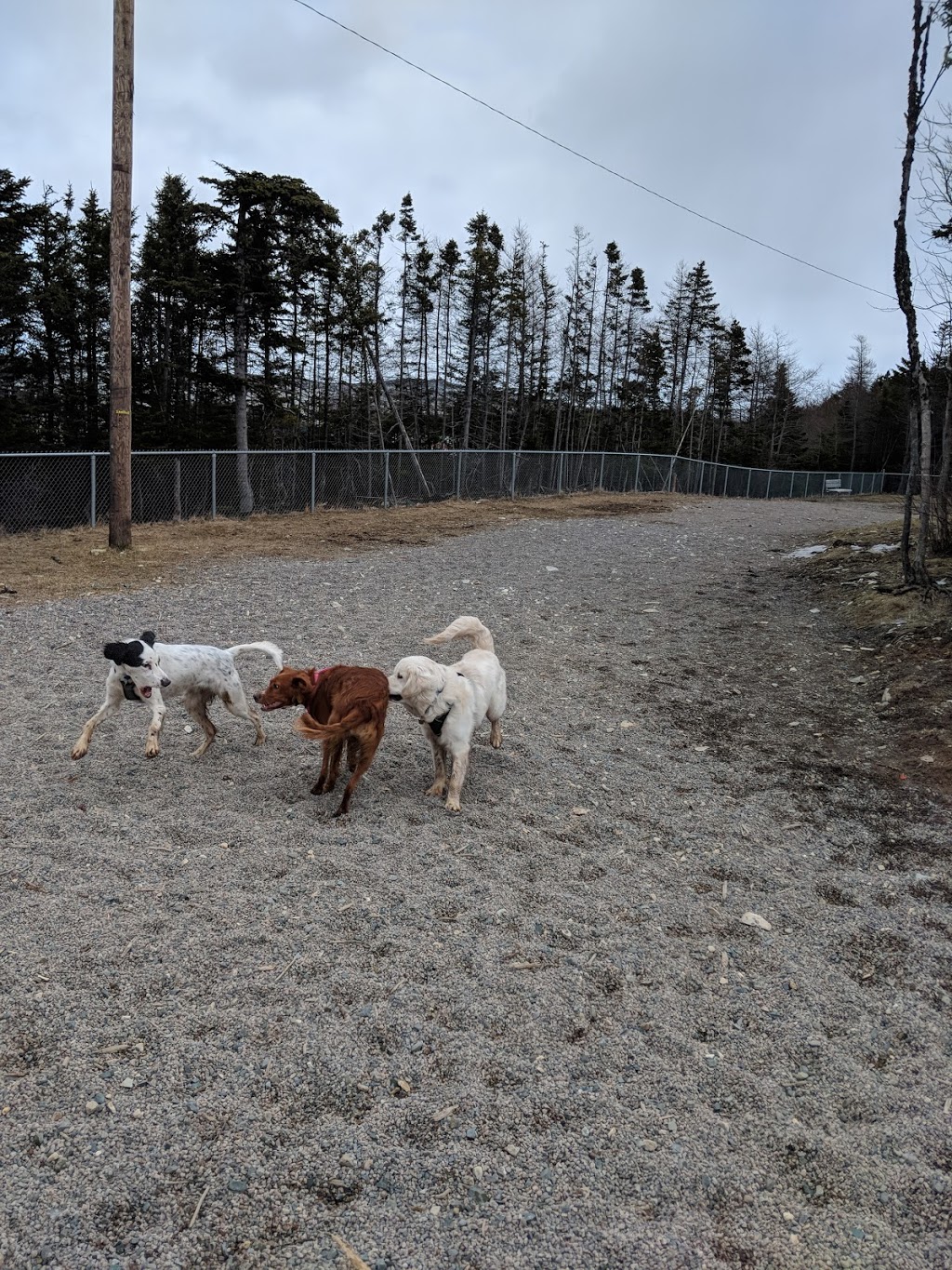 Mount Pearl Dog Park | 43 Clyde Ave, Mount Pearl, NL A1N 4S2, Canada | Phone: (709) 748-1047
