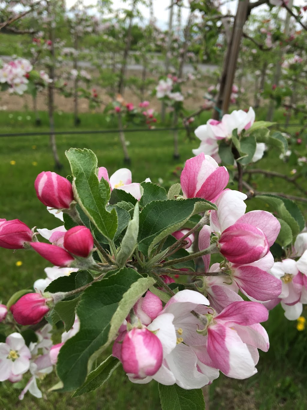 Verger Des Grands Parents 201 Rue SaintJosephduLac, QC