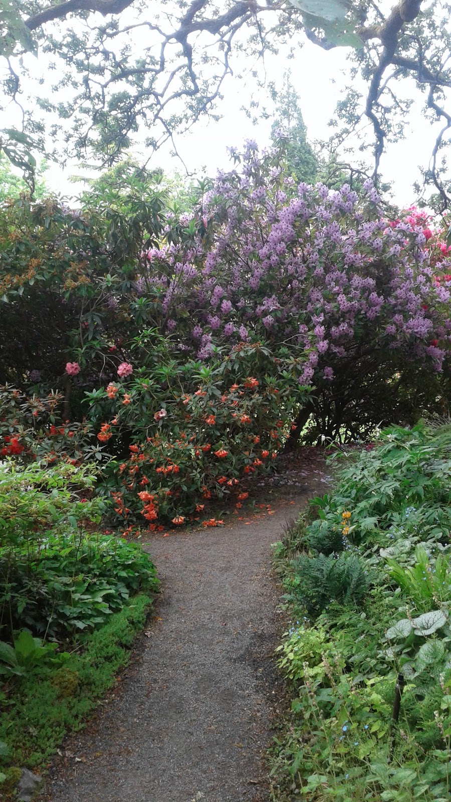 Rhododendron Garden | park | 1401 Rockland Ave, Victoria, BC V8S 1V9, Canada