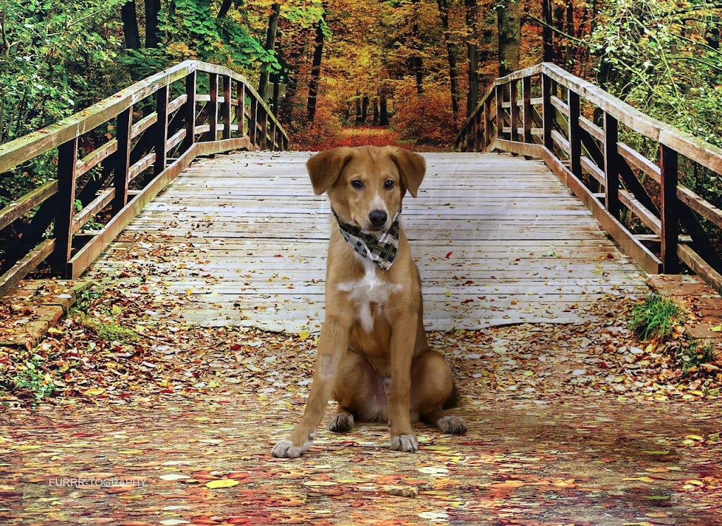 FURRR-TOGRAPHY (Pet Photographer) | 4423 47 St, Gibbons, AB T0A 1N0, Canada | Phone: (780) 923-3558