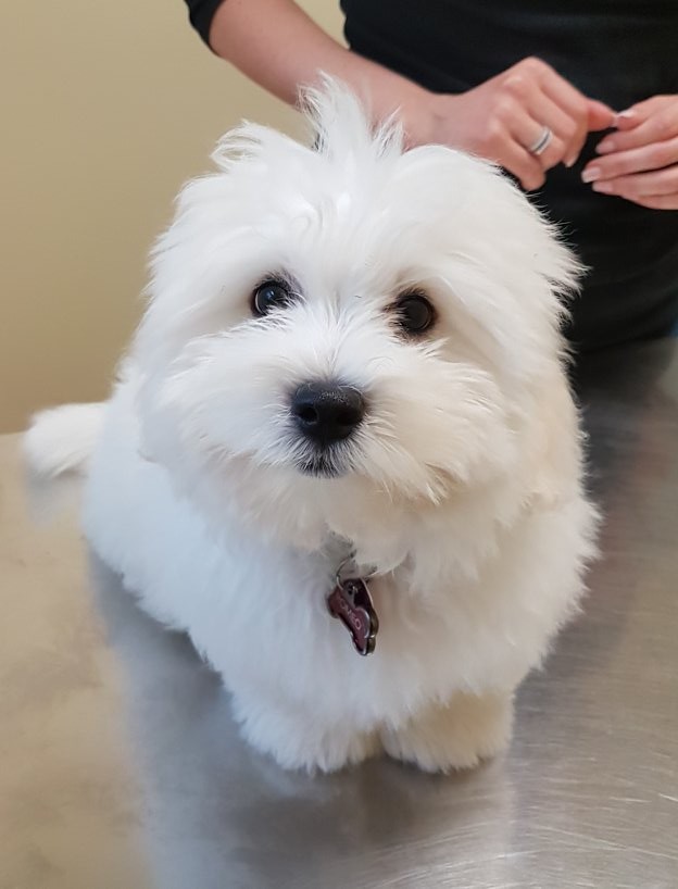 Don Head Village Animal Clinic | 737 Carrville Rd, Richmond Hill, ON L4C 6E5, Canada | Phone: (905) 707-9059
