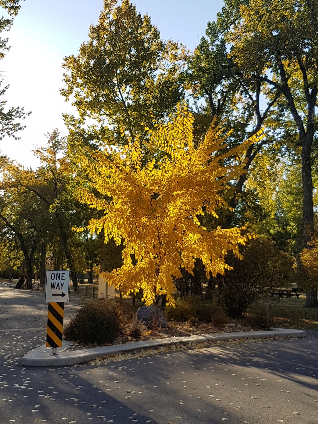 George Lane Memorial Park and Campground | 343 Macleod Trail SW, High River, AB T1V 1B5, Canada | Phone: (403) 652-2529