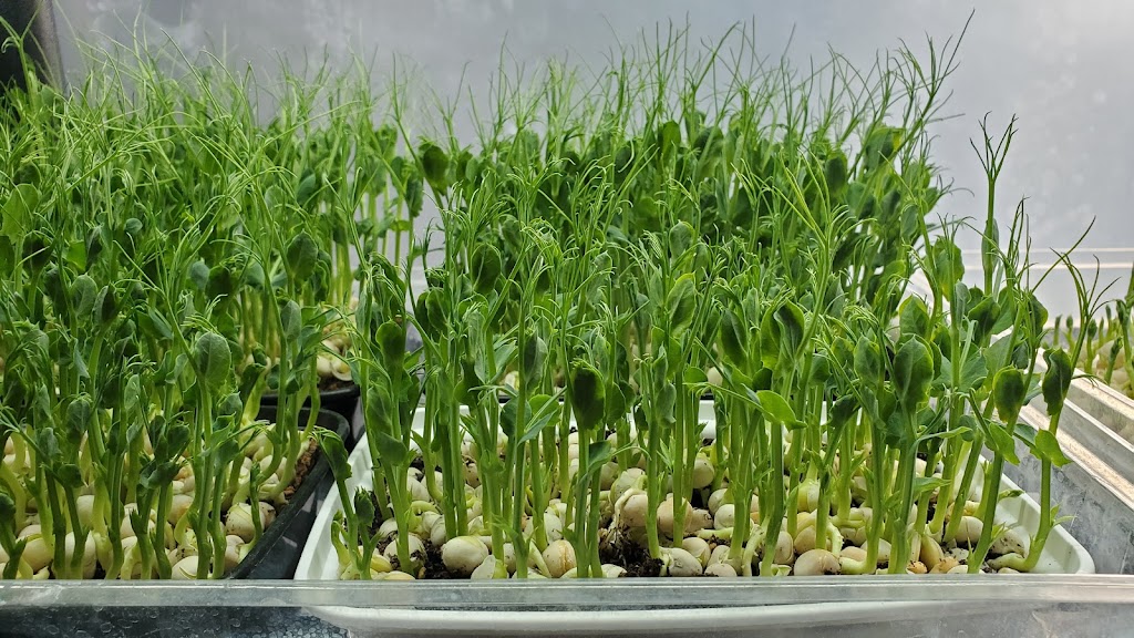 MSVFarm Microgreen kits | 109 Robin Ave, Charlottetown, PE C1A 8M5, Canada | Phone: (902) 314-1335