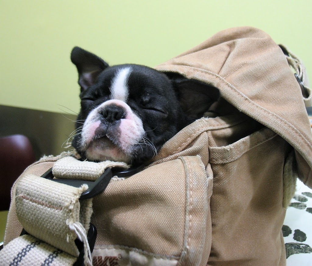 Summeridge Animal Clinic | 8707 Dufferin St, Thornhill, ON L4J 0A2, Canada | Phone: (905) 731-1225