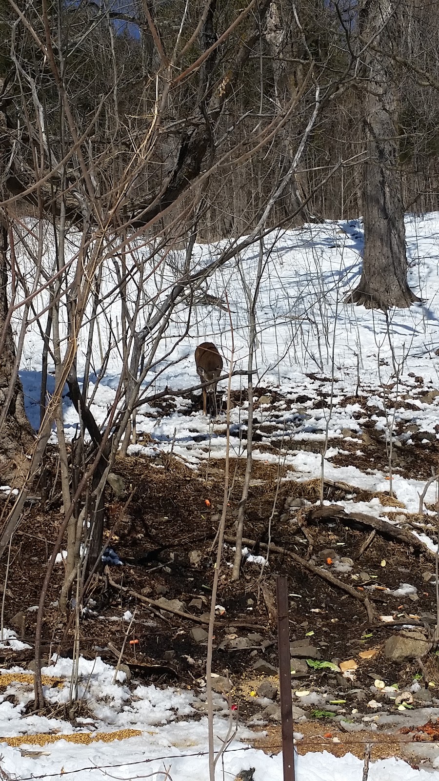 Chevreuils | 1904 Chemin de la Rivière du N, Mirabel, QC J7N 3A8, Canada