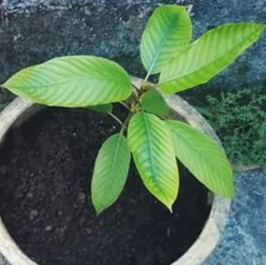 True North Kratom | POB 59546, Mississauga, ON L5H 1G9, Canada