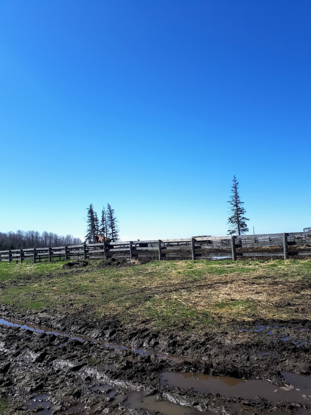 Seven Summits Equestrian Center | 1561 Flos Rd 8 W, Elmvale, ON L0L 1P0, Canada | Phone: (705) 322-8181