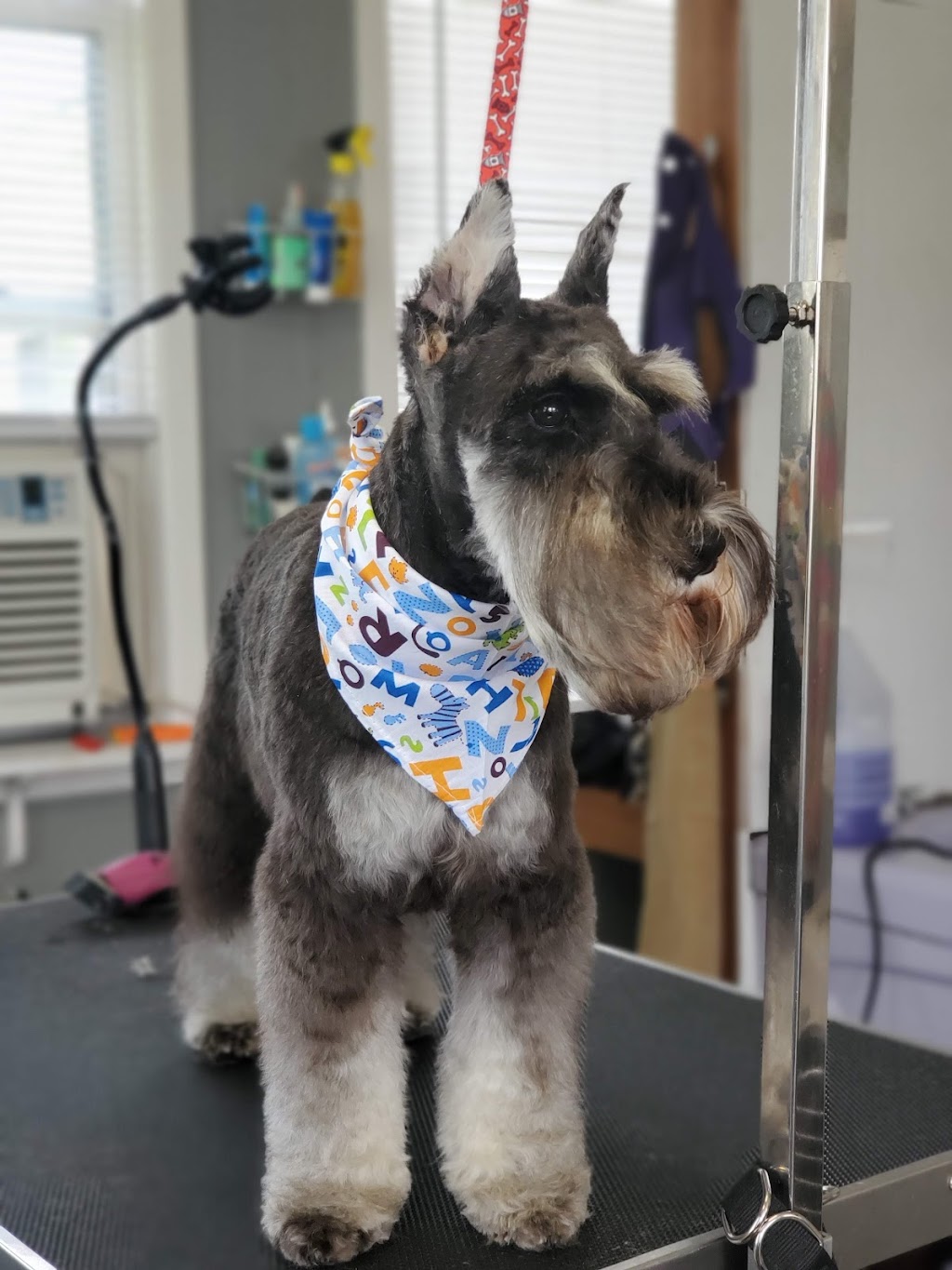 Marshas grooming palace | 979 Baseline Rd, Cornhill, NB E4Z 1J4, Canada | Phone: 988-0925