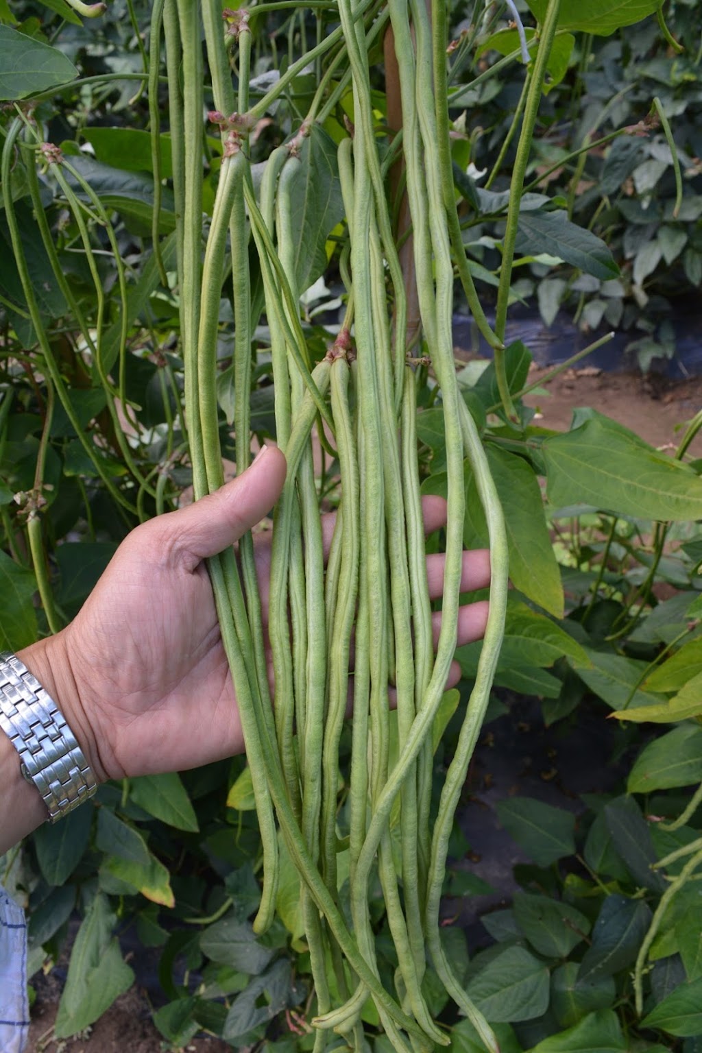 AgroHaitai Ltd. | 2764 Governors Rd, Lynden, ON L0R 1T0, Canada | Phone: (519) 647-2280