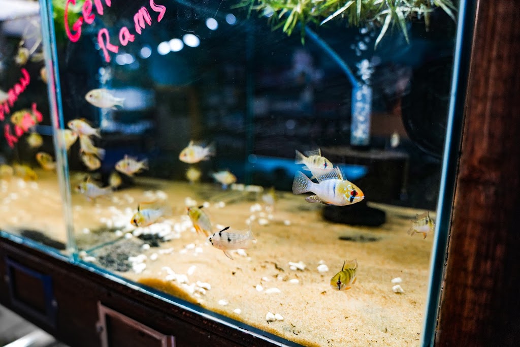 Aprils Aquarium | 4097 Hastings St, Burnaby, BC V5C 2J1, Canada | Phone: (604) 918-3474