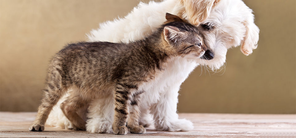 Machray Animal Hospital | 1039 McPhillips St, Winnipeg, MB R2X 2K6, Canada | Phone: (204) 586-9721