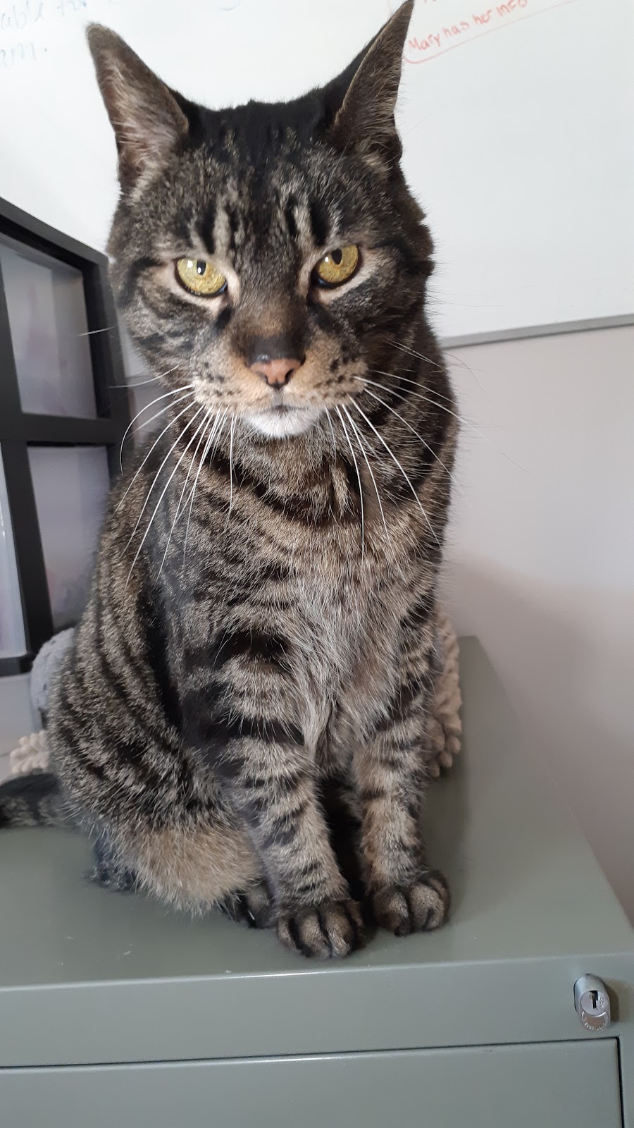 Animal Adoptions Of Flamborough | 1269 Centre Rd, Hamilton, ON L8N 2Z7, Canada | Phone: (905) 689-7801