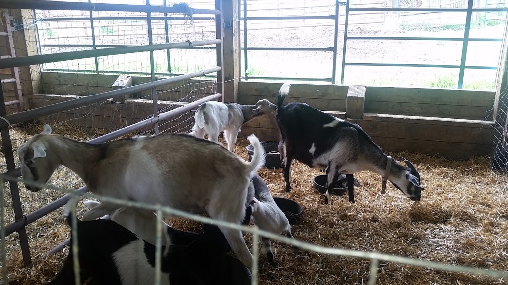 Edgar Farms | 1465 Township Rd 352, Innisfail, AB T4G 0M8, Canada | Phone: (403) 227-4120