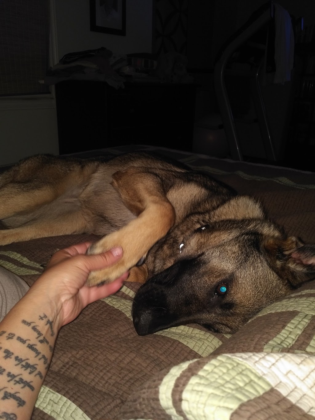 Von Rothhaus German Shepherds | 45421 Spencetown Rd, Fordwich, ON N0G 1V0, Canada | Phone: (519) 291-8222