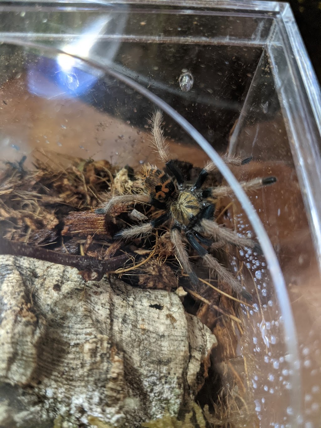 Tarantula Canada | 3101 Bd Dagenais O, Laval, QC H7P 1T8, Canada | Phone: (514) 484-4101
