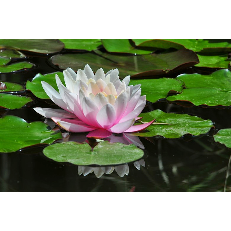 White Lotus Homeopathy | 1000 Winwick Rd, Halifax, NS B3H 4L1, Canada | Phone: (902) 789-7676