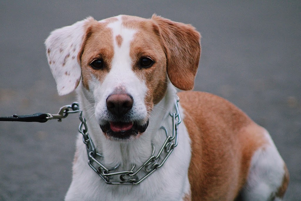 Barbosa k9s | 22 Bunting Dr, Brampton, ON L6Y 2H5, Canada | Phone: (647) 248-2411