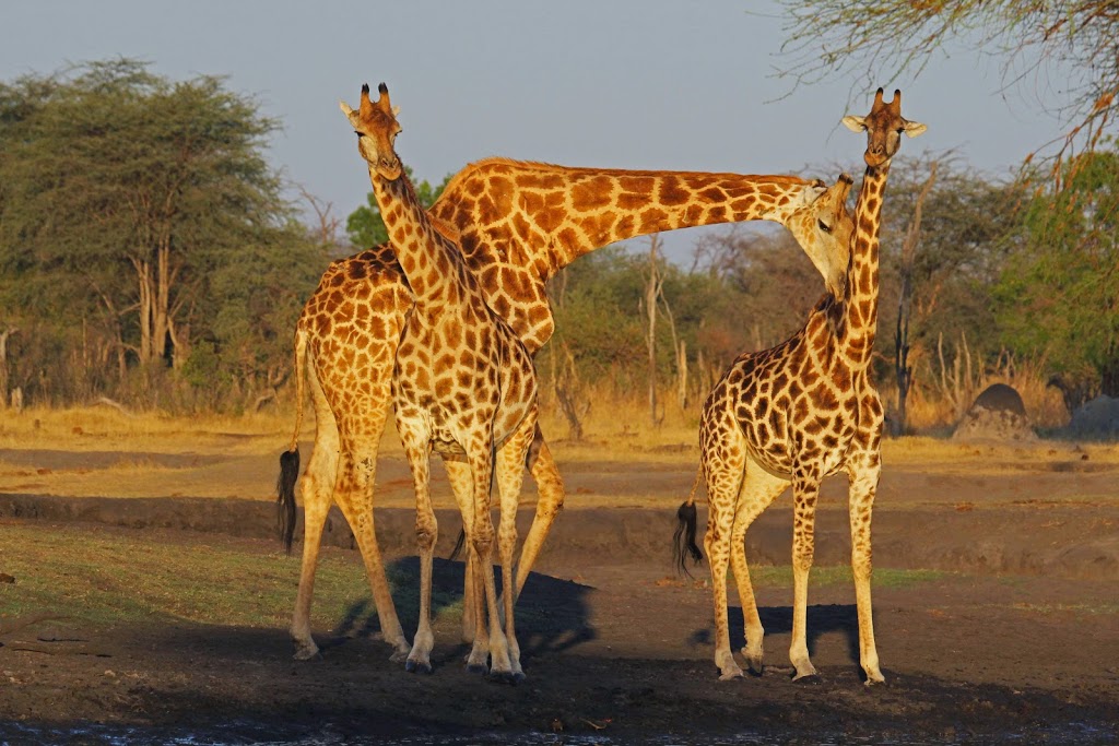 Explorations Africa | 236 Sunset Point, Cochrane, AB T4C 0L2, Canada | Phone: (403) 981-5558