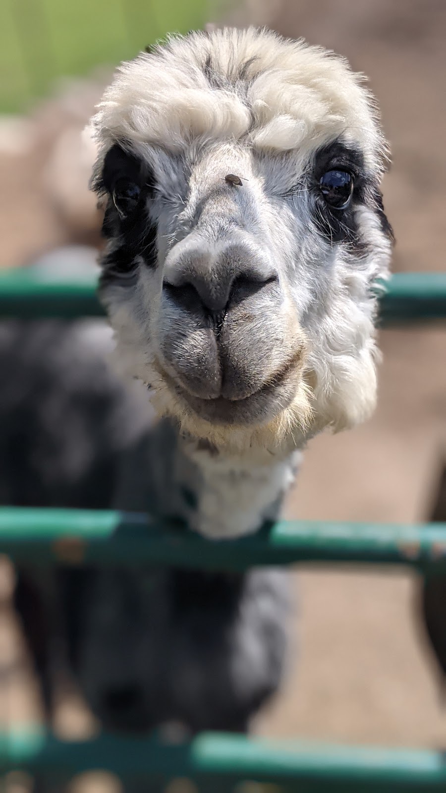 Second Chance Ranch Canada Inc | 6038 2, Odessa, ON K0H 2H0, Canada | Phone: (613) 532-0341