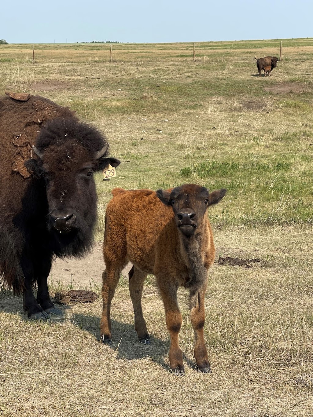 Tumbleweed Bison | Range Rd 250, Buoyant, AB T0M 1Y0, Canada | Phone: (403) 546-2542
