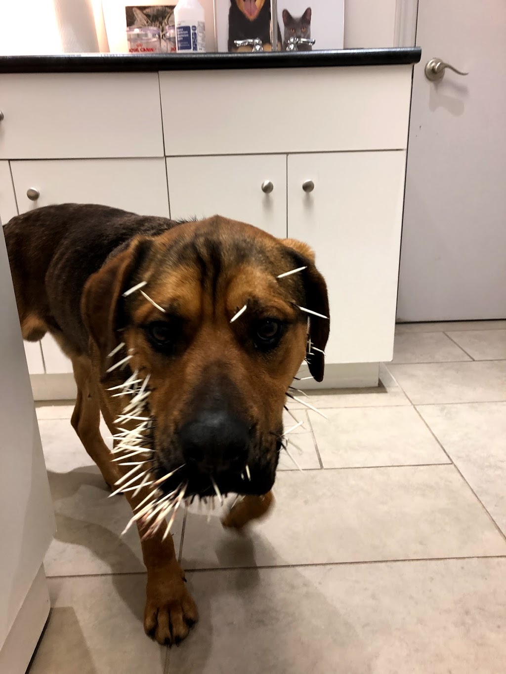 Cobblestone Animal Hospital | 1084 Rest Acres Rd #1, Paris, ON N3L 0B5, Canada | Phone: (519) 442-3286