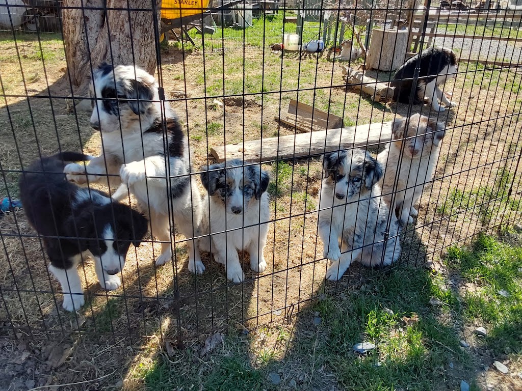 Une Belle Vie De Chien | 9500 Rang Sainte-Marguerite, Saint-Philibert, QC G0M 1X0, Canada | Phone: (418) 222-5551