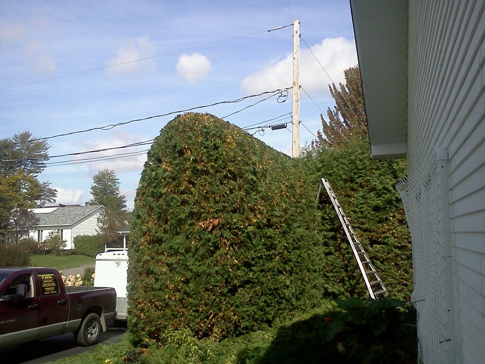 Patrick Robidas Professional Cedar Trimming | 349 Rue Hébert, Sherbrooke, QC J1N 3L7, Canada | Phone: (819) 674-5806