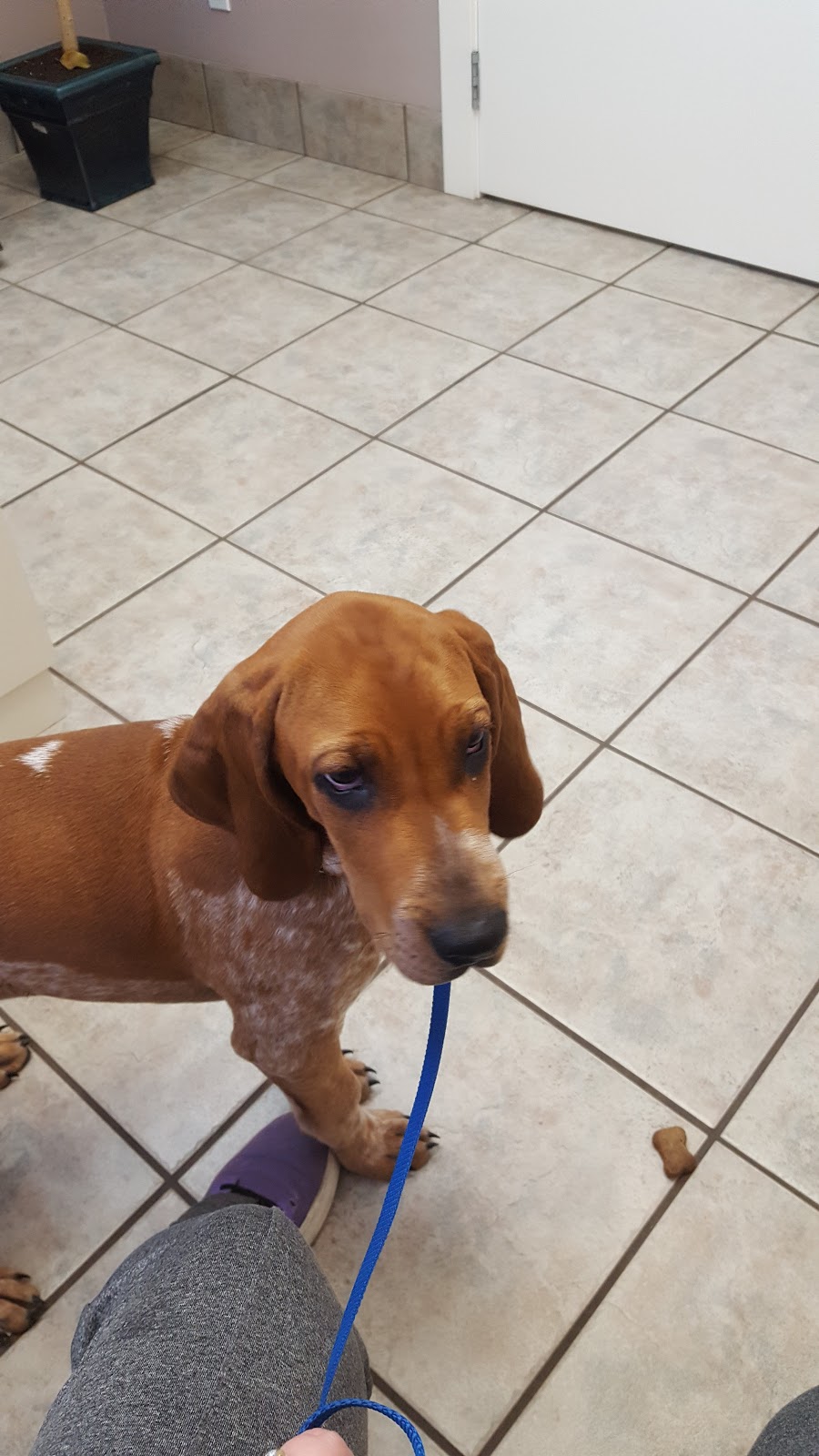 Chemainus Animal Hospital Ltd | 9830 Croft St, Chemainus, BC V0R 1K1, Canada | Phone: (250) 246-1222