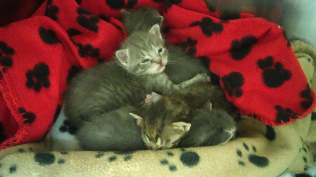 Beaverton Crossroads Veterinary Services | 1380 Simcoe St B, Beaverton, ON L0K 1A0, Canada | Phone: (705) 426-5206