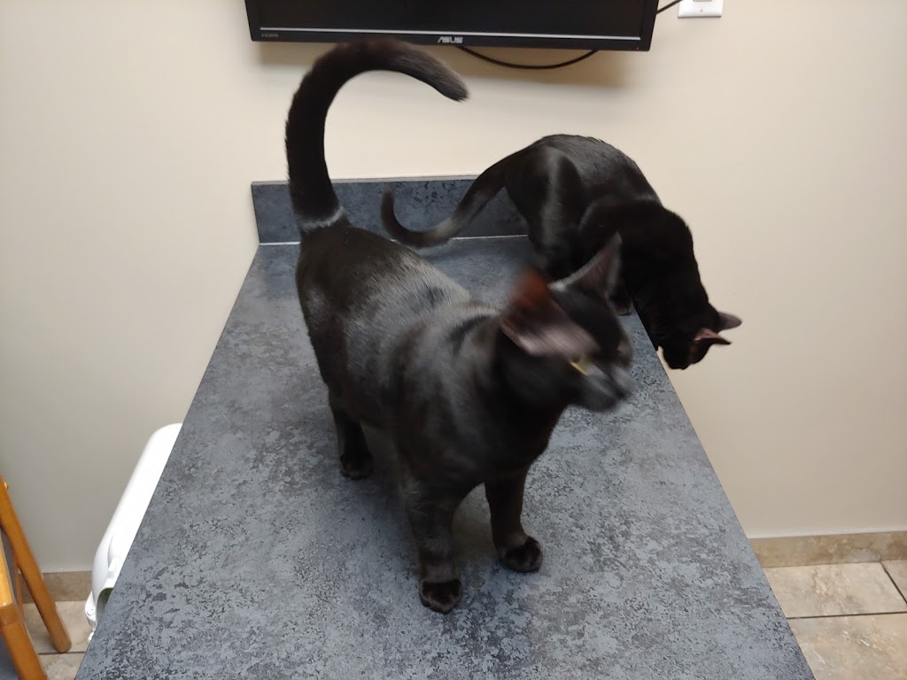 Rutland Pet Hospital - Kelowna Vet Clinic | 595 Houghton Rd, Kelowna, BC V1X 6E9, Canada | Phone: (250) 765-2916