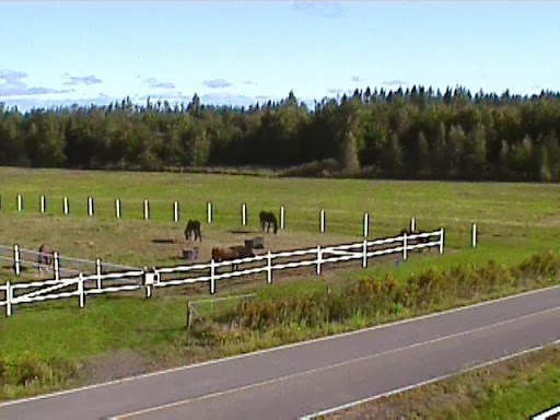 Écurie Mavie | 111 2e Rang E, Saint-Agapit, QC G0S 1Z0, Canada | Phone: (418) 806-8682