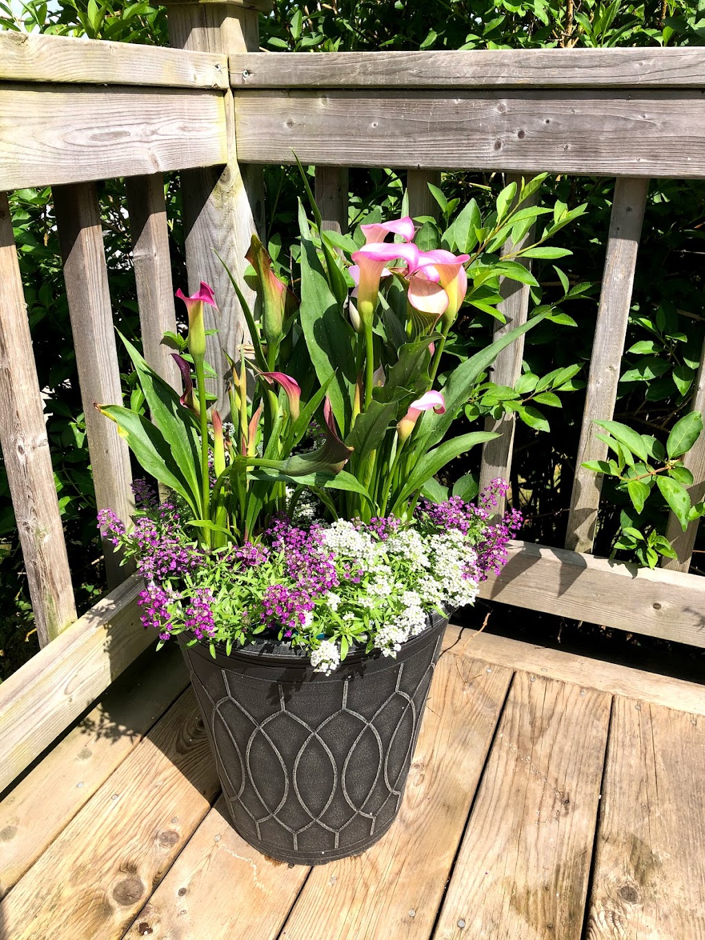 Tansy Patch Gardens | 3356 Evangeline Trail, Aylesford, NS B0P 1C0, Canada | Phone: (902) 321-1622