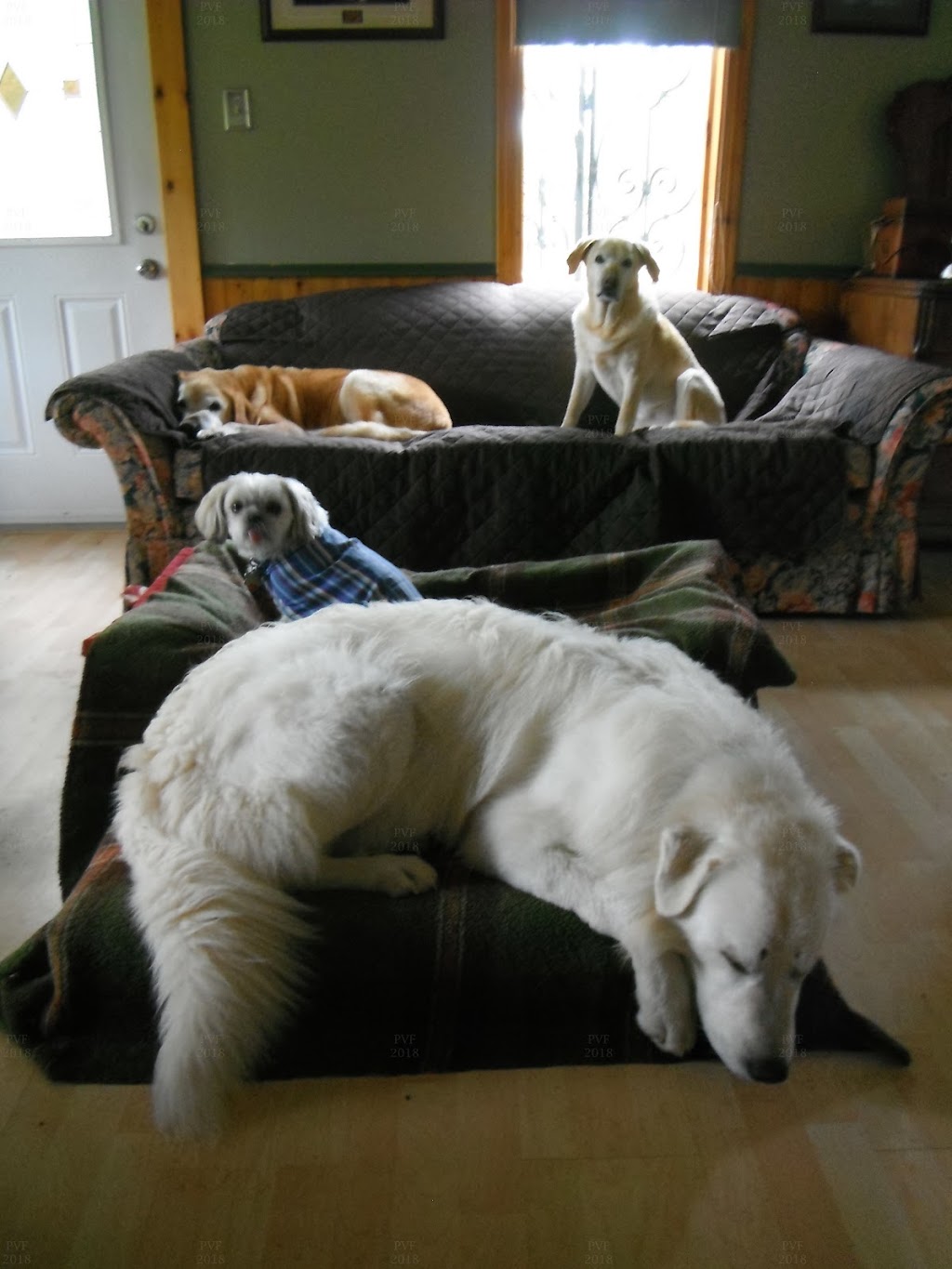 Piedmont Valley Farms | 2063 Piedmont Valley Rd, Merigomish, NS B0K 1G0, Canada | Phone: (902) 926-2634