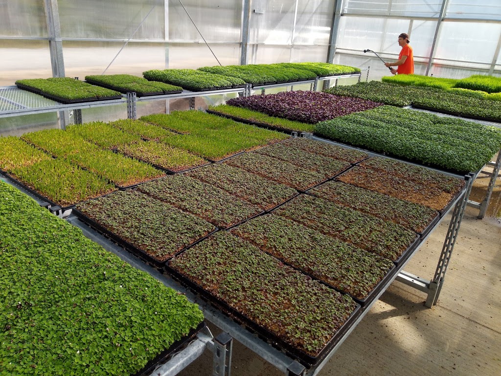 Paradise Fields | 3355 Golf Club Rd, Binbrook, ON L0R 1P0, Canada | Phone: (289) 522-0202