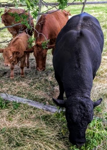 AE Natural Meats | 19619 McCowan Rd, Mount Albert, ON L0G 1M0, Canada | Phone: (905) 955-5749