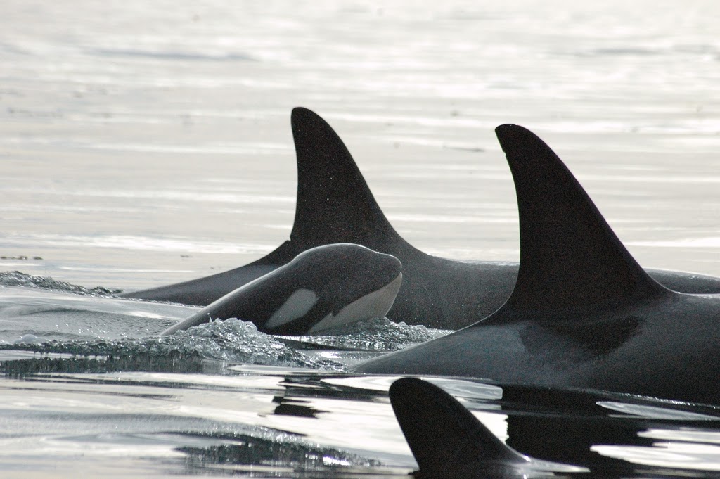 Edenwild Island Adventures | 132 Lopez Rd #2, Lopez Island, WA 98261, USA | Phone: (360) 421-8044