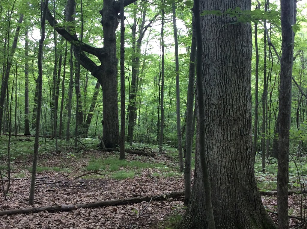 Alice Moore Woods Nature Sanctuary | 999 Stratford Rd, St Clair, MI 48079, USA | Phone: (517) 655-5655
