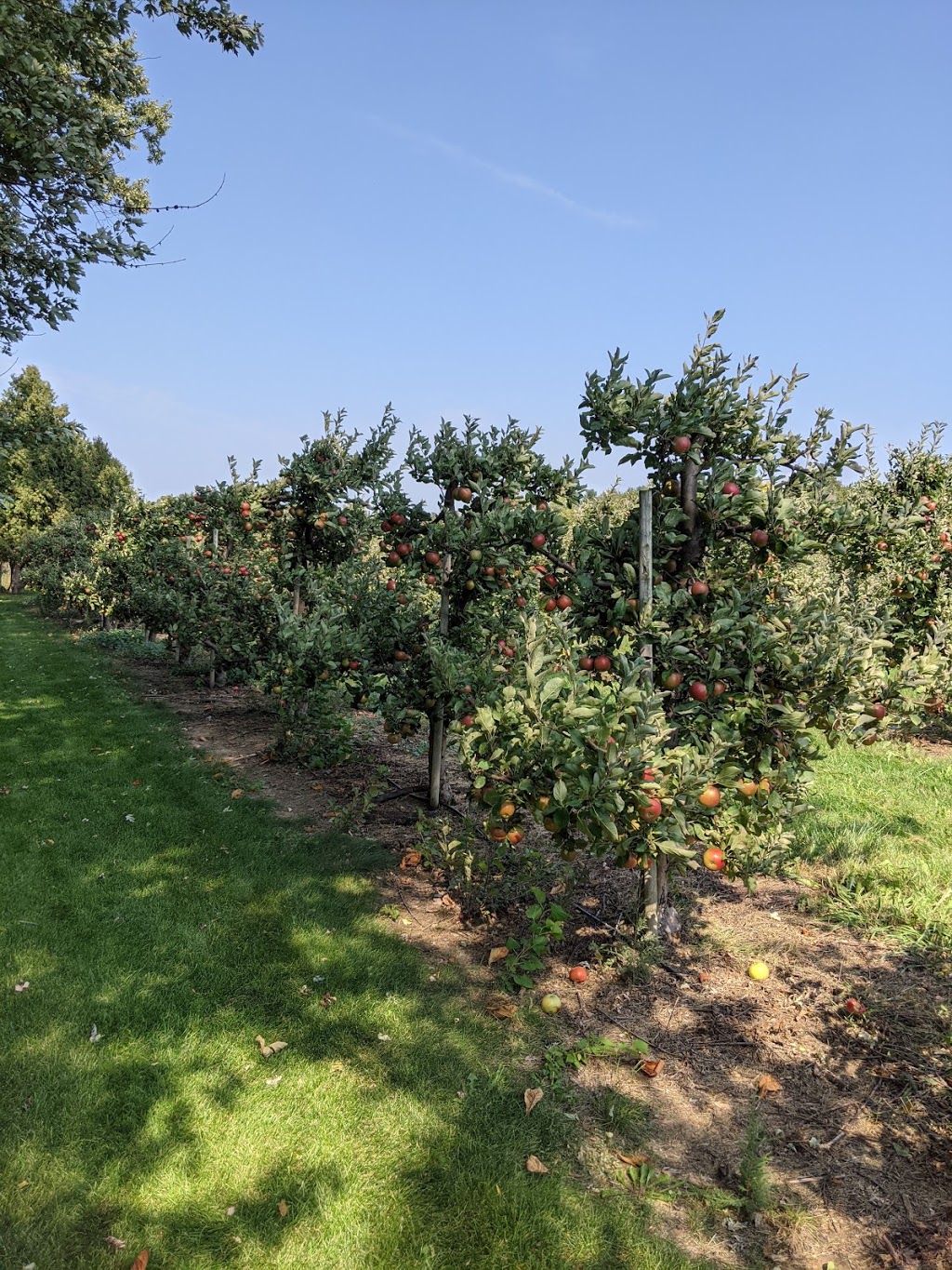 Nickels Orchards | point of interest | 1498 County Rd. 34, County Rd 34, Kingsville, ON N0P 2G0, Canada | 5199193702 OR +1 519-919-3702