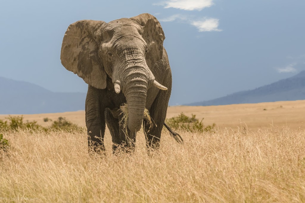 Kip Travels - Explore East Africa in Luxury, Style and Comfort | 2582 Lavinia Rd Unit 1, Shawnigan Lake, BC V0R 2W2, Canada | Phone: 0724 170102