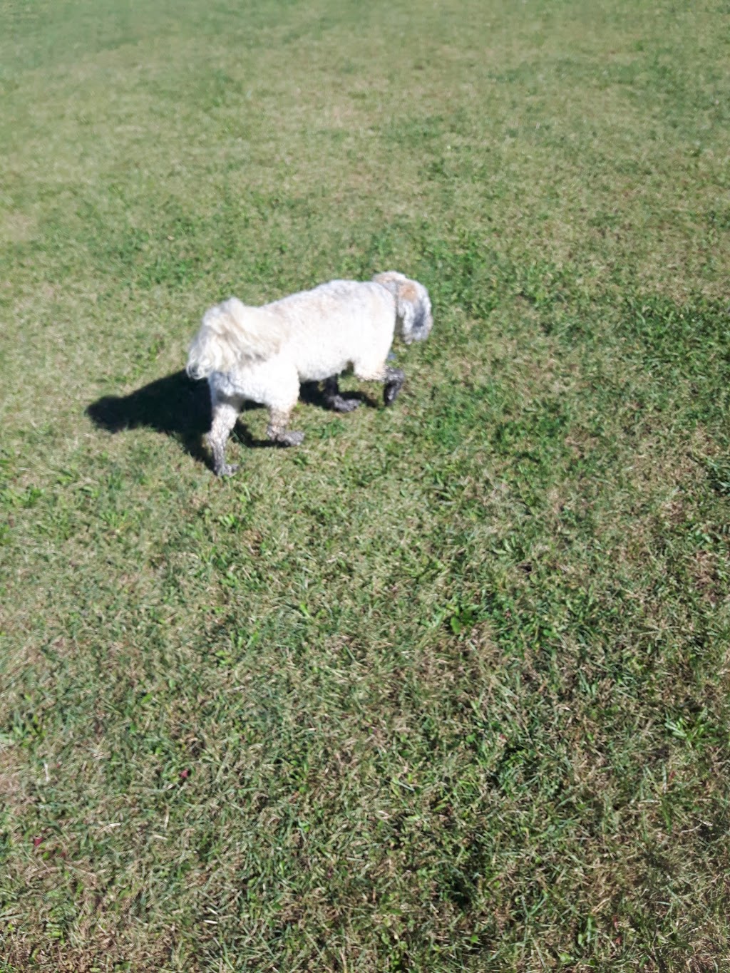 Fergus Dog Park | 840 Glengarry Crescent, Fergus, ON N1M 3W1, Canada